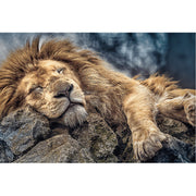 León Durmiendo: Rompecabezas 1000 Piezas - Trefl - RedQueen.mx