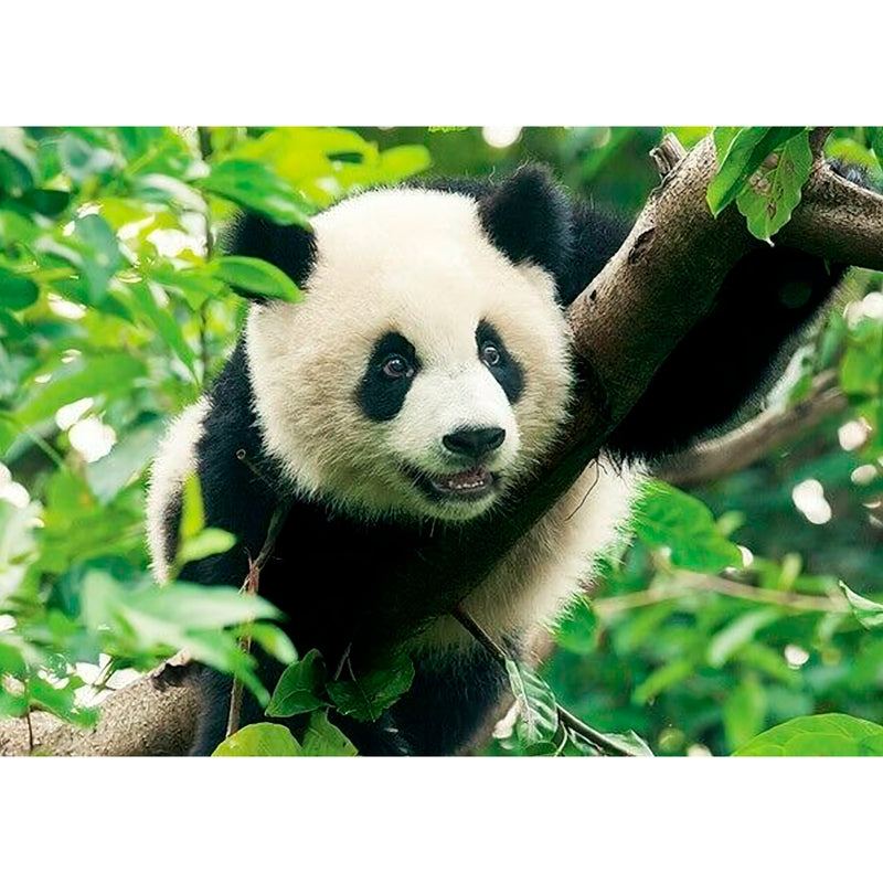 Panda: Rompecabezas 500 Piezas - Trefl - RedQueen.mx